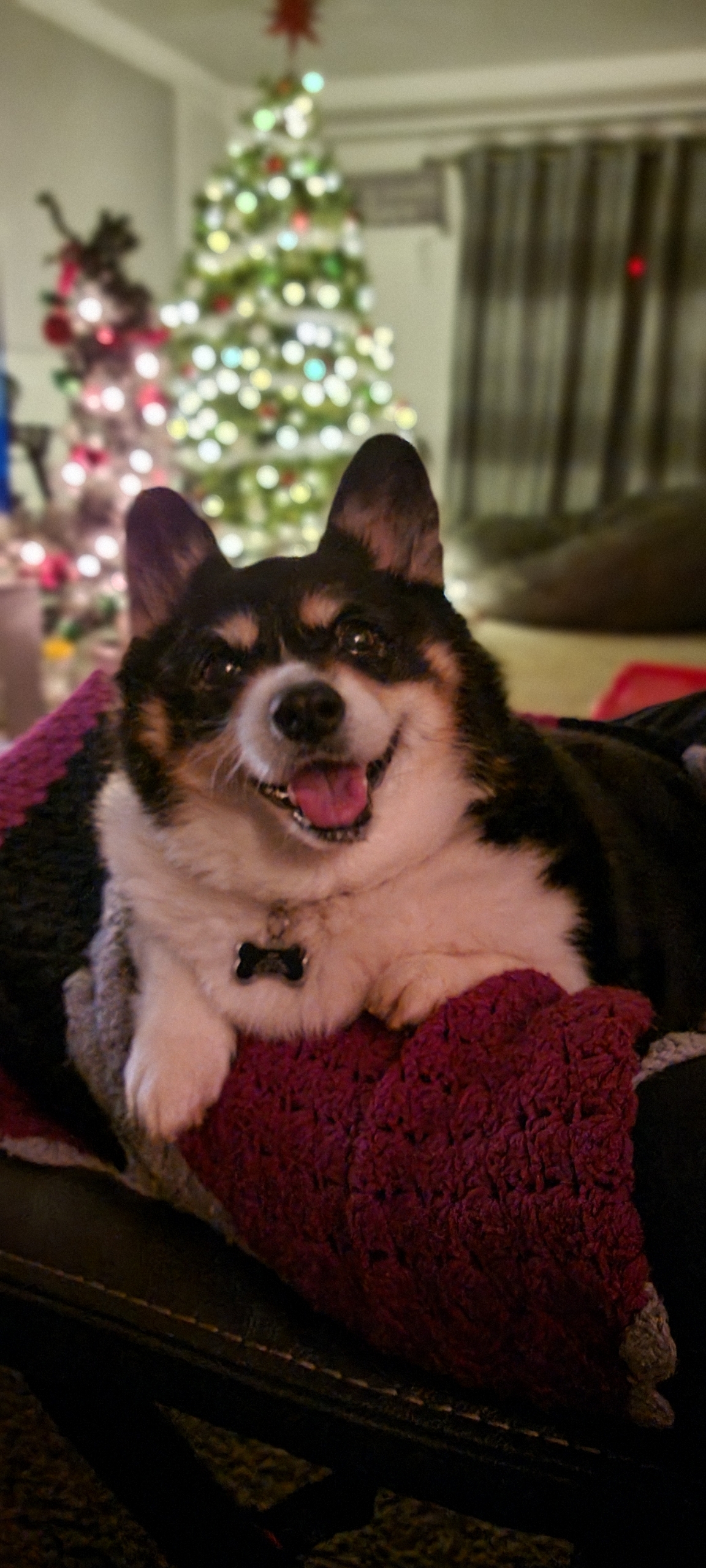 DOG